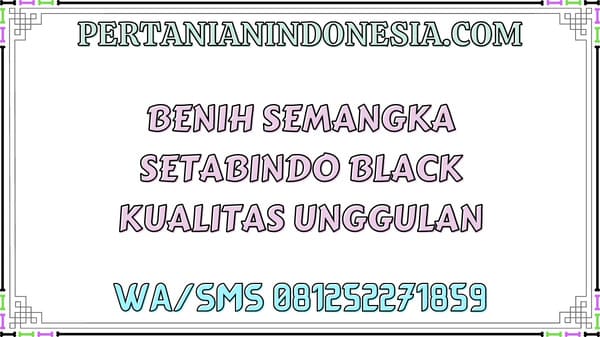 Benih Semangka Setabindo Black Kualitas Unggulan